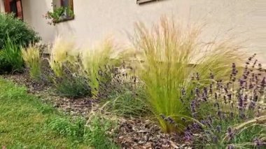 Süslü otlarla dolu çiçek tarhı sonbahar güneşinde kuru yapraklar sarı yaprak demetleri parlar. Arka plandaki çalılıklarda ve boynuz direğinin yaşam alanında. Kahverengi yapraklar çimenlik, kaldırım taşı, kumtaşı