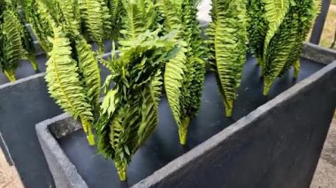 Arka arkaya yerleştirilmiş plastik saksı bir bahçe merkezine yerleştirilmeye hazır. Koridordaki plastik eğreltiotlarının bir satışı ve ekimi