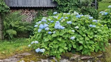 Kırsalda bir evin yanında mavi çiçekli bir ortanca çalısı güzel görünüyor. Bir dağ kulübesinin yanında istinat duvarı olan eğimli bir arazi.