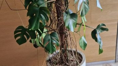 İsviçre peyniri tarlaları yaprakları filodendronis özellikleri Güney Meksika 'nın totropik ormanları, Panama' nın güneyi. pek çok tropikal ile tanıştırıldı