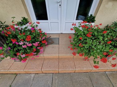 Evin pencerelerinde süslü saksılar var. Yıllık süslemeleri ve sardunyaları olan plastik saksılar. Kış geliyor ve buza karşı temizlenmek gereklidir.