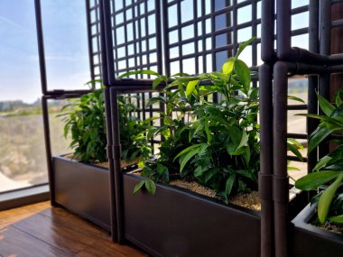 Bambuya benzer bitkiler, içeride plastik bir tencerede kafes benzeri bir bölme oluşturur ve mobilyanın bir parçası olarak dikey yeşillik oluşturur.