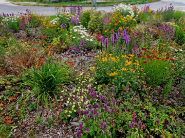 Bahçede morun hakimiyeti olan ve soğanlı parklar kuran daimi çiçek tarhı.