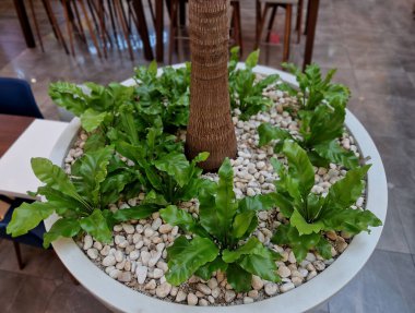 Kuş yuvası eğreltiotu olarak bilinen bir eğrelti otudur. Japoncada tani-watari ve tani-watari olarak bilinir. Kayalıklarda, karanlık ormanlarda ve Çin, Japonya, Kore ve Tayvan 'daki ağaç gövdelerinde yetişir.