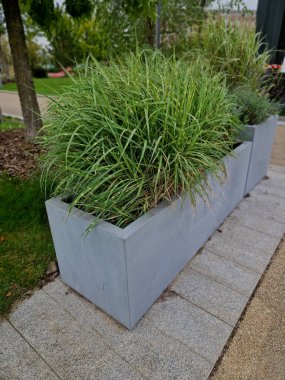 Villanın penceresi boyunca geniş saksıları olan teras. Koyu gri saksılar ve kafenin yakınındaki güzel otların çizgili yaprakları.