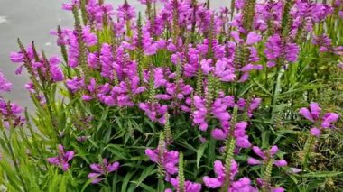 Ucunda yoğun çiçek dalları olan dik gövdeli hoş bir küme oluşturur. Karışık uzun ömürlü yataklar için uygun ya da alt ebediyetler arasında yalnız bir bitki olarak, ekmekte çok zarif görünüyor.