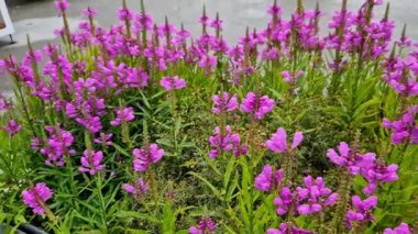 Ucunda yoğun çiçek dalları olan dik gövdeli hoş bir küme oluşturur. Karışık uzun ömürlü yataklar için uygun ya da alt ebediyetler arasında yalnız bir bitki olarak, ekmekte çok zarif görünüyor.