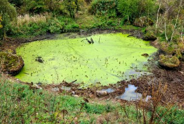 Ormandaki çamurlu bir göl kurbağa ve yılan yetiştirmek için yaratılmış. Banyo yapmak ve geyik içmek için değil. Geyik, yaban domuzu ve diğer şeyler için. Suyu korumak için sübvansiyon programı 
