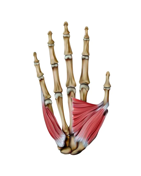 Расположение Структура Мышц Человеческой Руки Белом Фоне Векторная Иллюстрация — стоковое фото