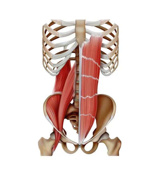骨上の人体の筋肉の解剖学的構造 3Dイラスト — ストックベクタ