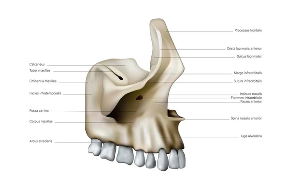 Anatomie Und Lage Der Knochen Und Zähne Des Menschlichen Oberkiefers — Stockfoto