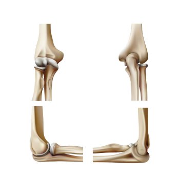 Dirsek eklemlerinin anatomisi ve yapısı. 3B illüstrasyon