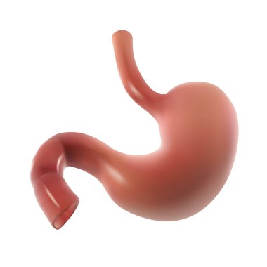 The stomach of an adult. 3d illustration clipart