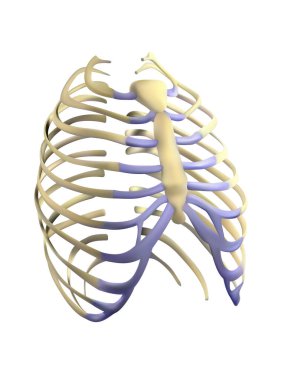 İnsan anatomisi. Beyaz arka planda tırtıklı tasarım. Vektör 3 boyutlu illüstrasyon