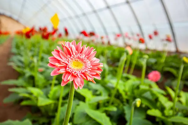 stock image African chrysanthemum blooms in the greenhouse