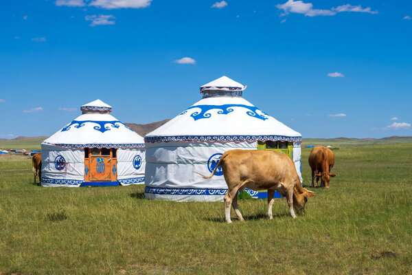 Коровы и юрты под голубым небом и белые облака скот и юрты на лугу