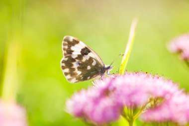 Polygonia c-aureum, Linnaeus, Bir kelebek telefon topluyor