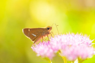 Parnara guttata Bremeret Grey, Rice Skipper Kelebeği, Bir kelebek şamandırada