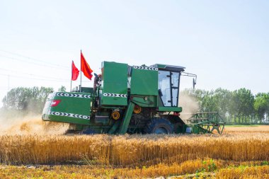 Buğday tarlasında çalışan hasatçıyı kombine edip tarladaki buğdayı hasat eden biçerdöver.