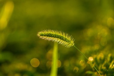 Setaria 'ya yakın çekim, güzel setari.