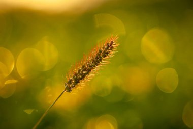 Setaria 'ya yakın çekim, güzel setari.