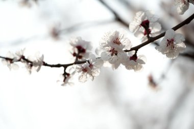 Güzel kayısı çiçekleri baharda açar.