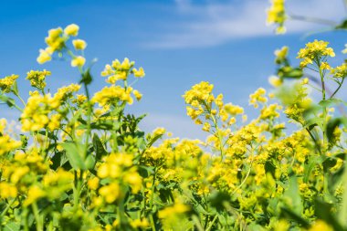 Sarı tecavüz çiçekleri baharda açar, altın kolonya çiçekleri çiçek açar.
