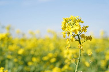 Sarı tecavüz çiçekleri baharda açar, altın kolonya çiçekleri çiçek açar.