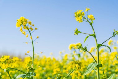 Sarı tecavüz çiçekleri baharda açar, altın kolonya çiçekleri çiçek açar.