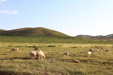 Yazın, bir koyun sürüsü otlakta ot yiyor.