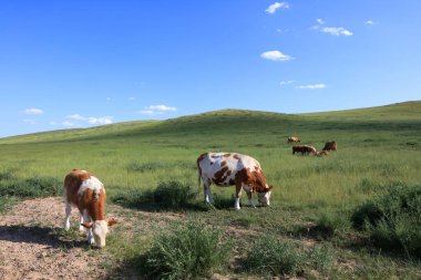 Sığır sürüsü bozkırda otlatma