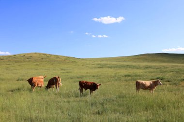 Sığır sürüsü bozkırda otlatma