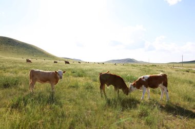 Sığır sürüsü bozkırda otlatma