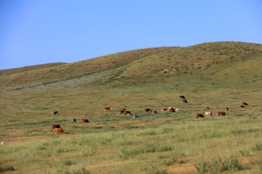 Sığır sürüsü bozkırda otlatma