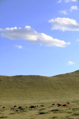 Sığır sürüsü bozkırda otlatma