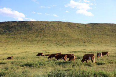 Sığır sürüsü bozkırda otlatma