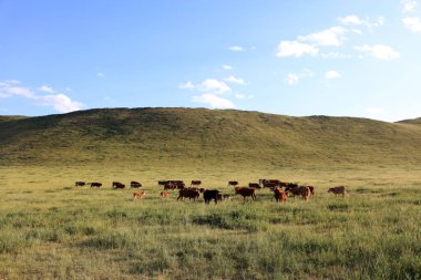 Sığır sürüsü bozkırda otlatma