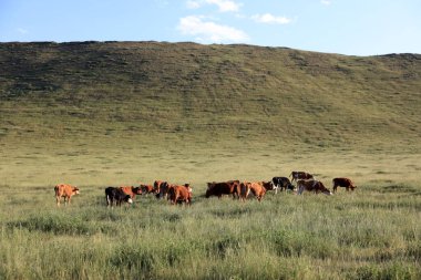 Bir sığır sürüsü Prairi 'de otluyordu.