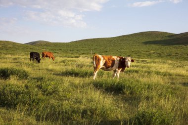 Sığır sürüsü bozkırda otlatma