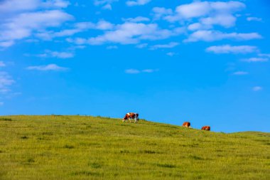 Sığır sürüsü bozkırda otlatma