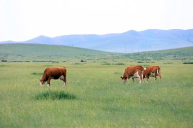 Bir sığır sürüsü Prairi 'de otluyordu.