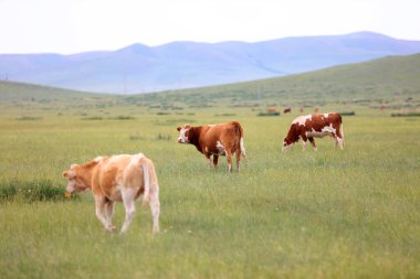 Bir sığır sürüsü Prairi 'de otluyordu.