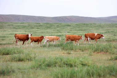 Sığır sürüsü bozkırda otlatma