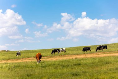 Bir sığır sürüsü Prairi 'de otluyordu.