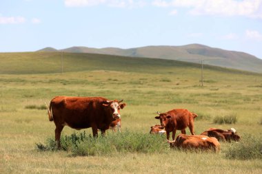 Bir sığır sürüsü Prairi 'de otluyordu.