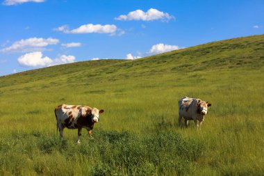 Bir sığır sürüsü Prairi 'de otluyordu.