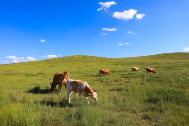 Sığır sürüsü bozkırda otlatma