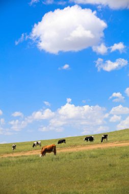 Bir sığır sürüsü Prairi 'de otluyordu.