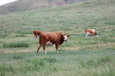 Bir sığır sürüsü Prairi 'de otluyordu.