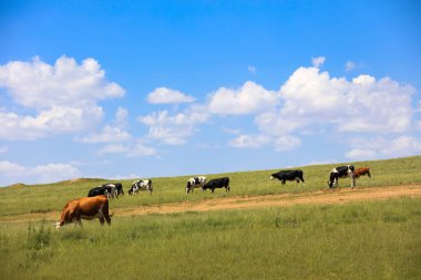 Bir sığır sürüsü Prairi 'de otluyordu.